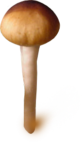 psilocybe cubensis mazatapec sporen print